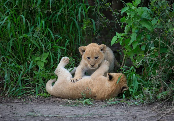 Welpen Van Spelen Afrika Leeuw Foto Van Dieren Het Wild — Stockfoto