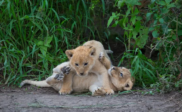 Årsungar Lion Spelar Afrika Bild Wildlife — Stockfoto