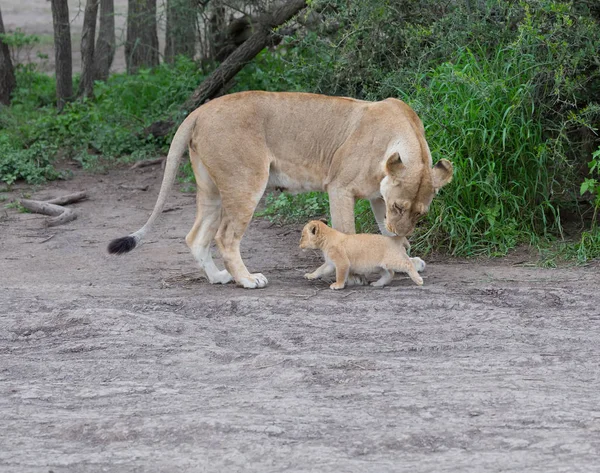 Leona Cachorro África Imagen Vida Silvestre —  Fotos de Stock