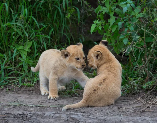 Cachorros León Jugando África Imagen Vida Silvestre —  Fotos de Stock