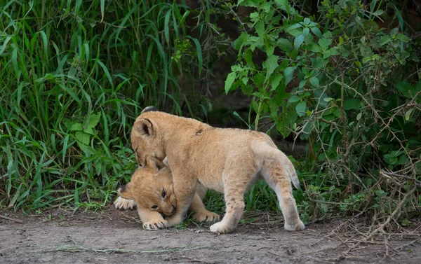 cubs of lion playing,   Africa.  picture of wildlife.