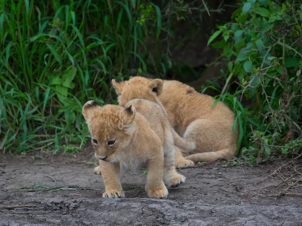 Cubs Lion Playing Africa Picture Wildlife — Stock Photo, Image