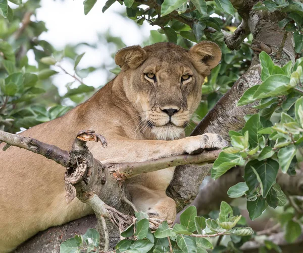 Leoa Relaxante Árvore Perto Parque Nacional África — Fotografia de Stock