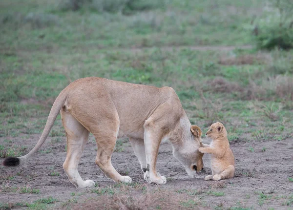 Λέαινα Και Cub Της Στην Αφρική Εικόνα Της Άγριας Ζωής — Φωτογραφία Αρχείου
