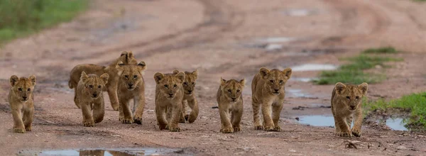 Cubs Lion Walking Africa Picture Wildlife — Stock Photo, Image