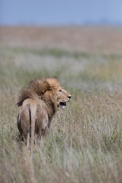 Foto Van Mannelijke Leeuw Foto Van Dieren Het Wild Tanzania — Stockfoto