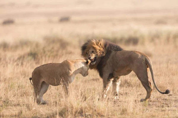 野生動物 ライオンと雌ライオンは アフリカのサバンナで — ストック写真