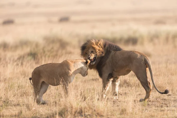 Wildtiere Löwe Und Löwin Der Savanne Afrika — Stockfoto