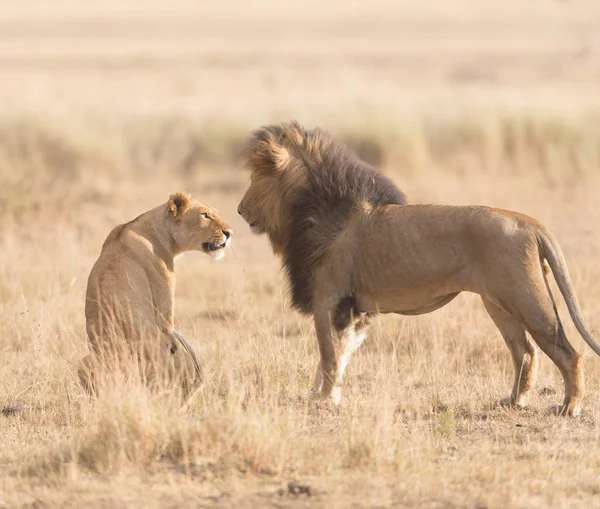 Dieren Het Wild Leeuw Leeuwin Savanne Afrika — Stockfoto