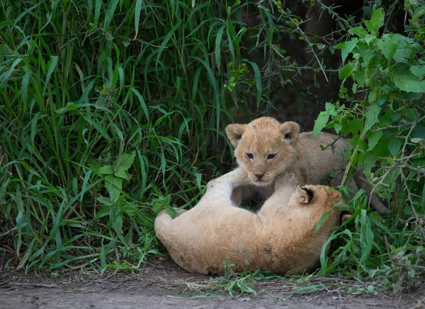 oynarken, Afrika aslan yavruları. yaban hayatı resim. 