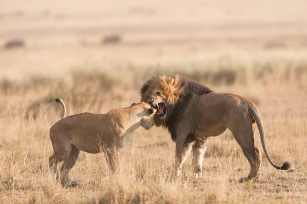 Wildtiere Löwe Und Löwin Der Savanne Afrika — Stockfoto