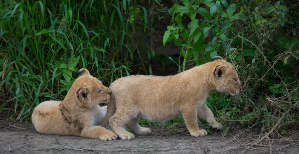 oynarken, Afrika aslan yavruları. yaban hayatı resim. 