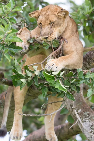 Löwin Auf Baum Aus Nächster Nähe Nationalpark Afrika — Stockfoto