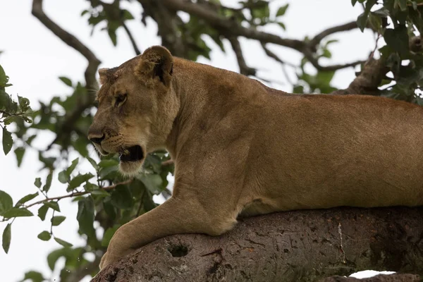 Leona Relajándose Árbol Cerca Parque Nacional África — Foto de Stock