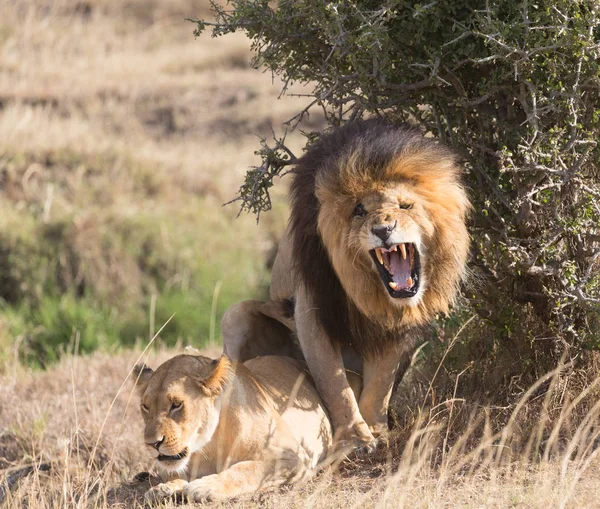 非洲大草原上的狮子和母狮 野生动物 — 图库照片