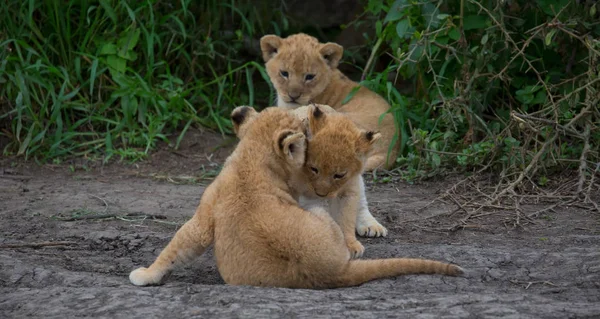 oynarken, Afrika aslan yavruları. yaban hayatı resim. 