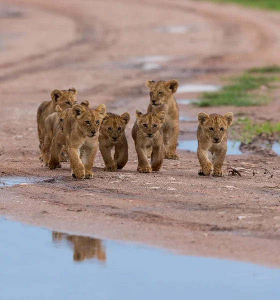 Louveteaux Lion Marchant Afrique Image Faune — Photo