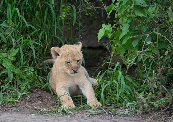 Ourson Afrique Image Faune — Photo