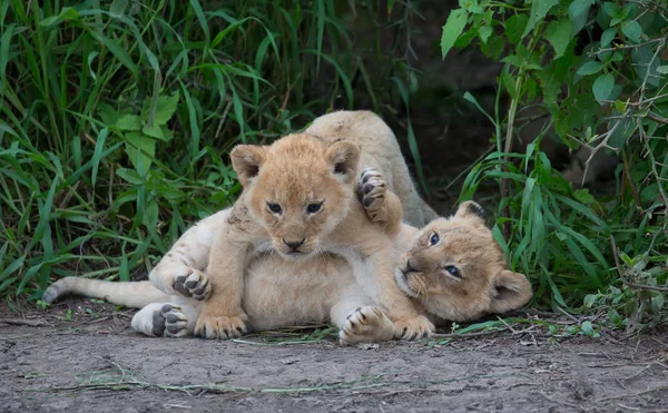 Cubs Lion Playing Africa Picture Wildlife — Stock Photo, Image