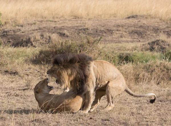Löwe Und Löwin Der Savanne Afrika Tierwelt — Stockfoto