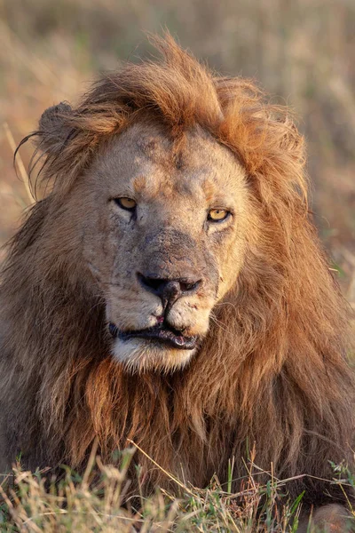 Image Lion Image Faune Tanzanie — Photo