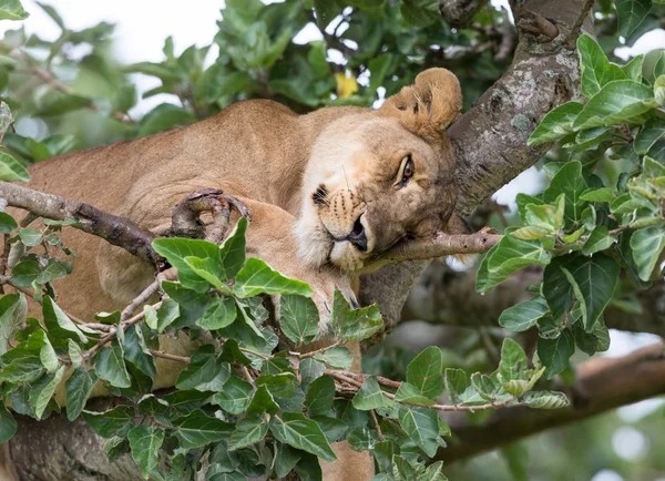 Lioness Relaxing Tree Close National Park Africa — Stock Photo, Image