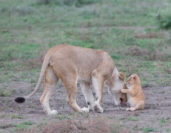 Löwin Und Ihr Junges Afrika Bild Der Tierwelt — Stockfoto