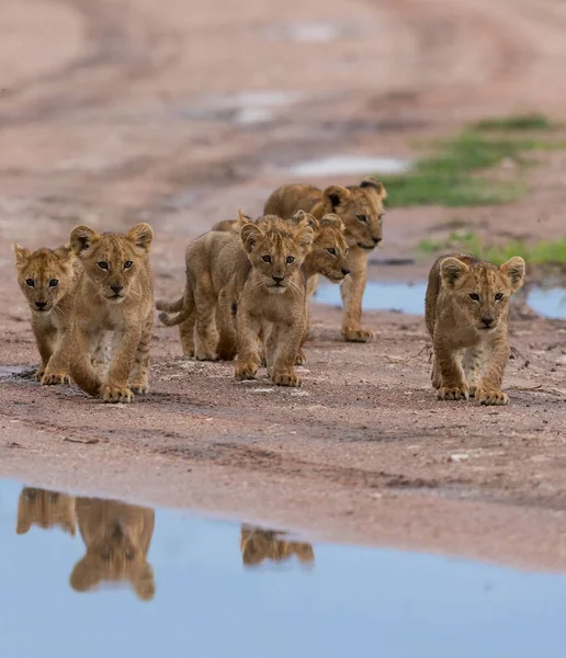cubs of lion walking,   Africa.  picture of wildlife.