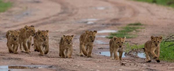 Filhotes Leões Caminhar África Imagem Vida Selvagem — Fotografia de Stock