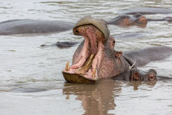 Hipopótamos Tomaram Hábitat Natural — Fotografia de Stock