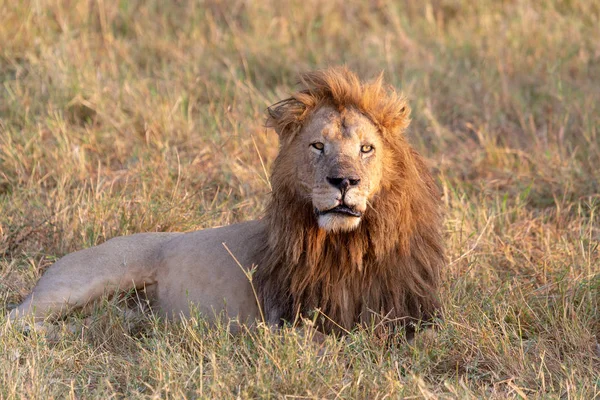 Aslan Resmini Yaban Hayatı Resim Tanzanya — Stok fotoğraf