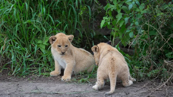 Cachorros León Jugando África Imagen Vida Silvestre —  Fotos de Stock