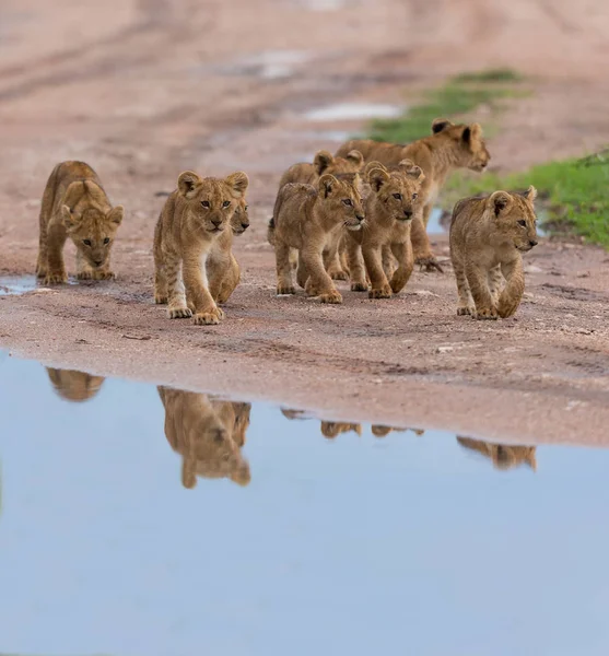 Filhotes Leões Caminhar África Imagem Vida Selvagem — Fotografia de Stock