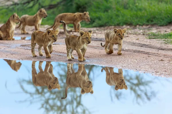 Louveteaux Lion Afrique Image Faune Animaux — Photo