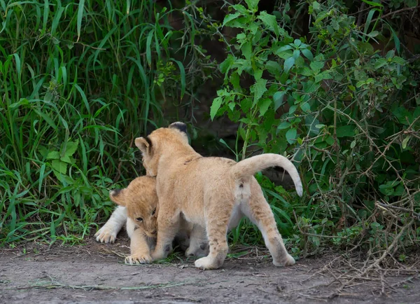 Cubs Lion Playing Africa Picture Wildlife — Stock Photo, Image