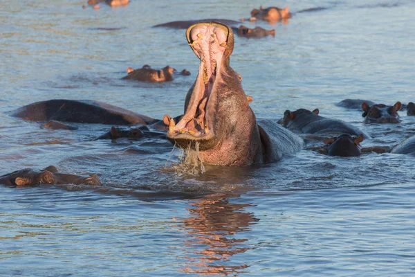 Hippopotamuses Took Natural Habitat Royalty Free Stock Photos
