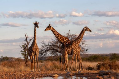 zürafalar savana içinde. yaban hayatı resim. Afrika