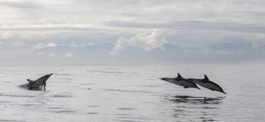 Yunuslar grubudur. Yunuslar bir sürü bu. 