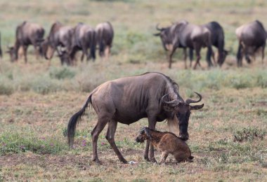 Yaban hayatı resim. Antiloplar göç. 