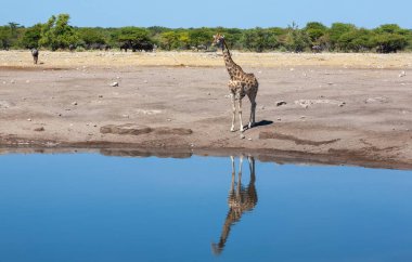 Zürafa suya yakın. yaban hayatı resim. 