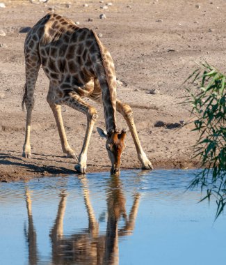 İçme suyu zürafası. yaban hayatı resim. 