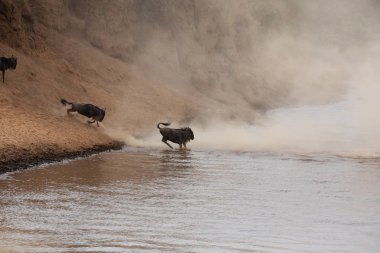 Büyük antiloplar göç. yaban hayatı resim. Afrika