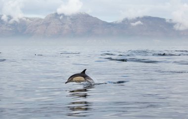  yunus sudan atlıyor. Doğa