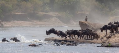 Yaban hayatı resim. Afrika. Büyük antiloplar göç. yaban hayatı resim. Afrika