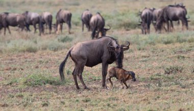 Yaban hayatı resim. Yeni doğan yavru ve anne antiloplar 