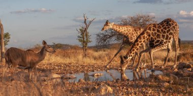 zürafalar savana içinde. yaban hayatı resim. Afrika