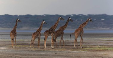 zürafalar savana içinde. yaban hayatı resim. Kısa mesafe ve mükemmel ışık ile yapılan fotoğraf.