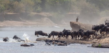 Yaban hayatı resim. Afrika. Büyük antiloplar göç. yaban hayatı resim. Afrika