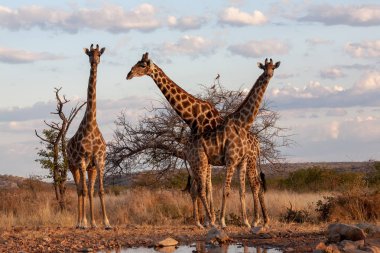 zürafalar savana içinde. yaban hayatı resim. Afrika