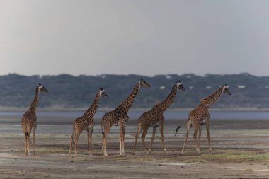 zürafalar savana içinde. yaban hayatı resim. Kısa mesafe ve mükemmel ışık ile yapılan fotoğraf.